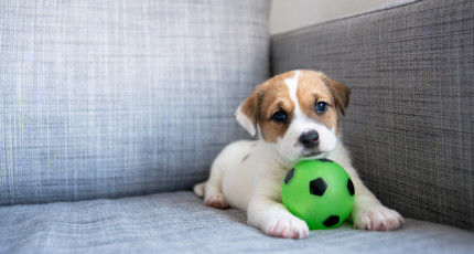 Photo of Best Travel-Friendly Dogs 1/1 by Jacobthomas