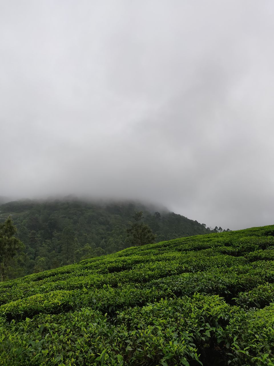 Photo of Not Munnar - Here's your perfect Hill Station in South.! #notinnorth by Kalathil Sinaj