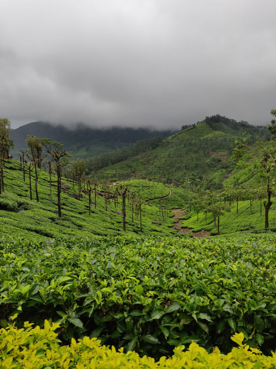 Photo of Not Munnar - Here's your perfect Hill Station in South.! #notinnorth by Kalathil Sinaj