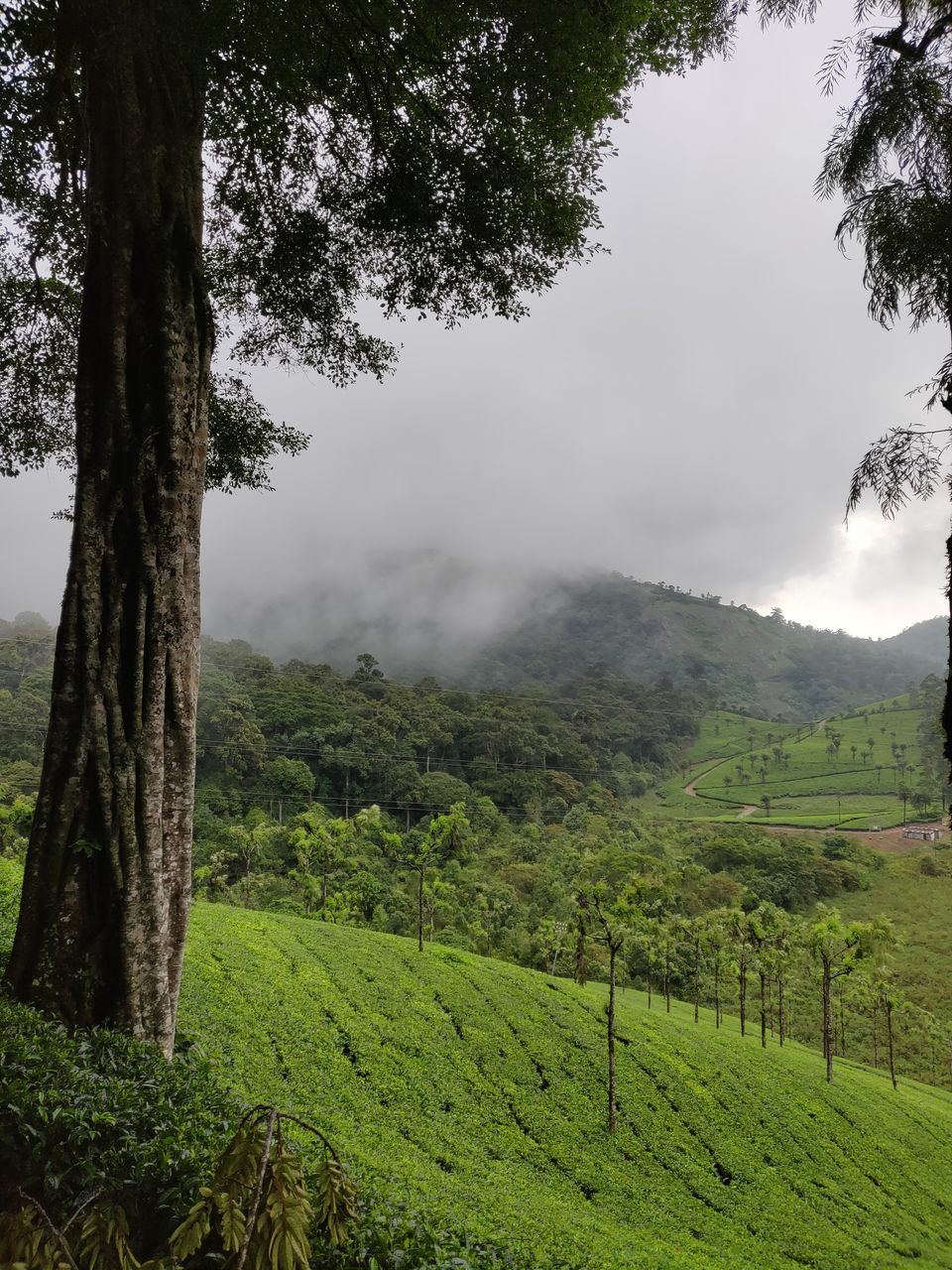 Photo of Not Munnar - Here's your perfect Hill Station in South.! #notinnorth by Kalathil Sinaj