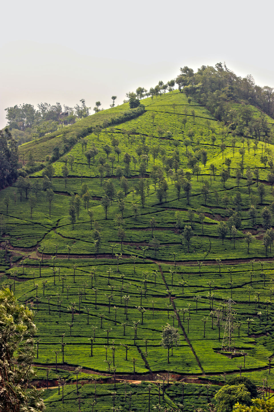 Photo of Not Munnar - Here's your perfect Hill Station in South.! #notinnorth by Kalathil Sinaj
