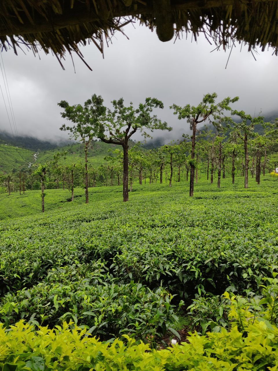 Photo of Not Munnar - Here's your perfect Hill Station in South.! #notinnorth by Kalathil Sinaj