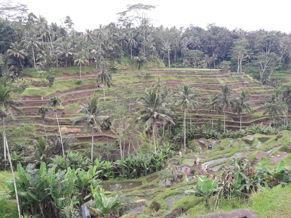 Photo of Tegalalang Rice Terrace, Jalan Raya Tegallalang, Tegallalang, Gianyar, Bali, Indonesia by oneworldforall