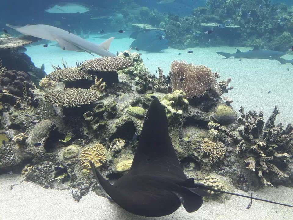 Photo of Gold Coast QLD, Australia by oneworldforall