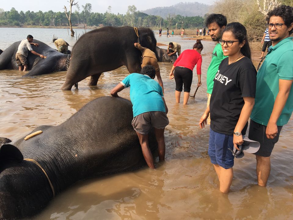 Photo of Sakrebyle Elephant Camp, Sakrebyle, Karnataka, India by Vineeth Madthila