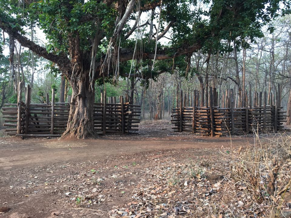 Photo of Sakrebyle Elephant Camp, Sakrebyle, Karnataka, India by Vineeth Madthila