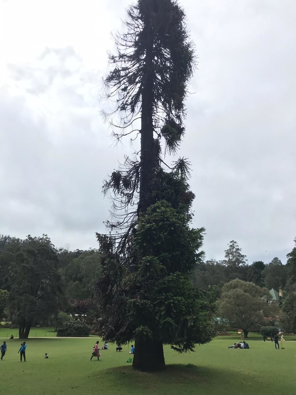 Photo of Government Botanical Garden, Vannarapettai, Ooty, Tamil Nadu, India by Sweety S Patel