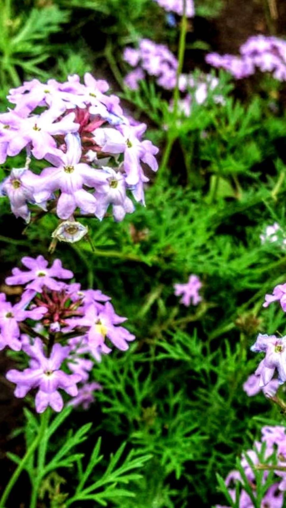 Photo of Sim's Park, Coonoor, Coonoor, Tamil Nadu, India by Sweety S Patel