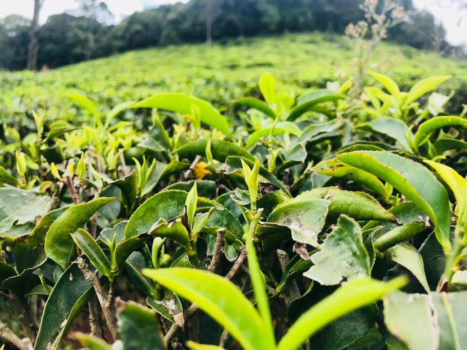 Photo of Rupesh Tea Garden, Bennkal Tea Estate, Coonoor Road, Bicketty, Tamil Nadu, India by Sweety S Patel