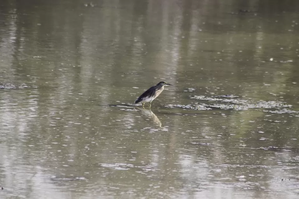 Photo of Kaziranga National Park by Nabarun Paul