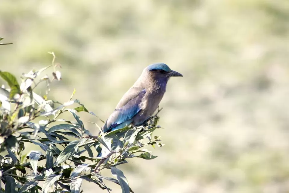 Photo of Kaziranga National Park by Nabarun Paul