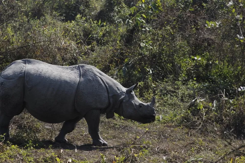 Photo of Kaziranga National Park by Nabarun Paul