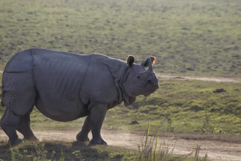 Photo of Kaziranga National Park by Nabarun Paul