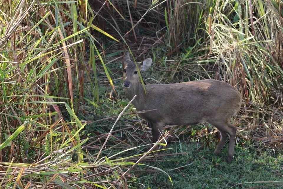 Photo of Kaziranga National Park by Nabarun Paul