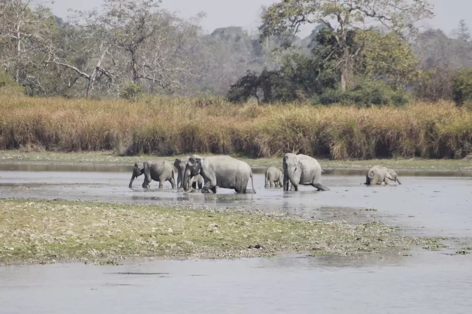 Photo of Kaziranga National Park by Nabarun Paul