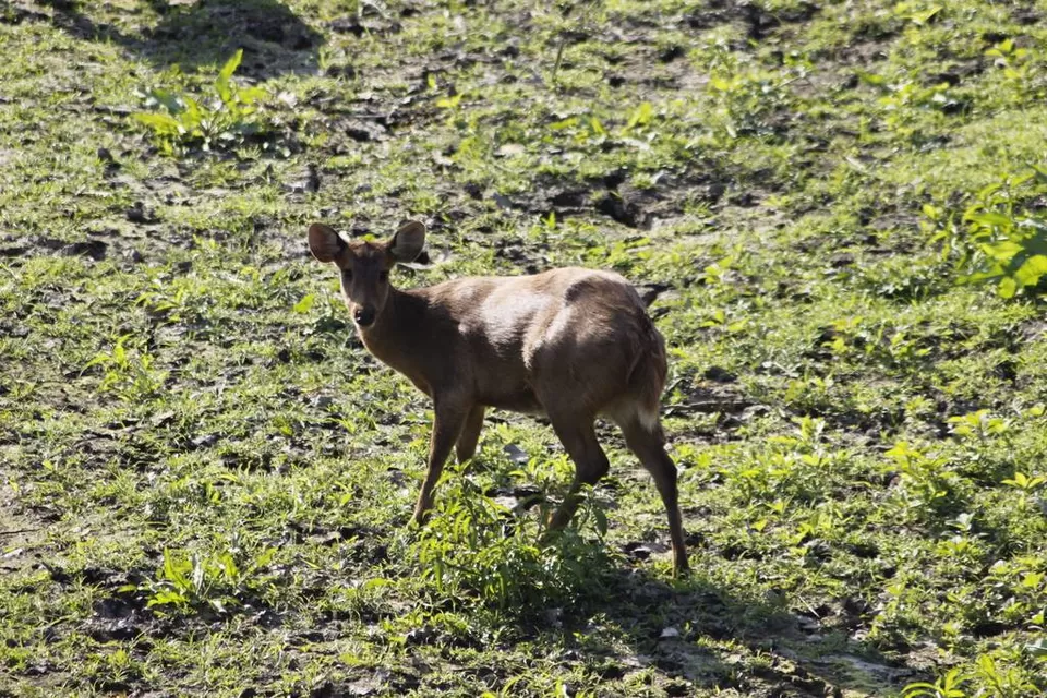 Photo of Kaziranga National Park by Nabarun Paul