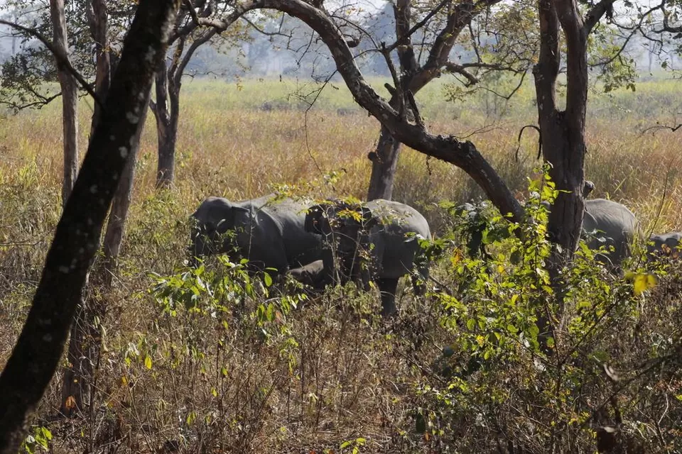 Photo of Kaziranga National Park by Nabarun Paul