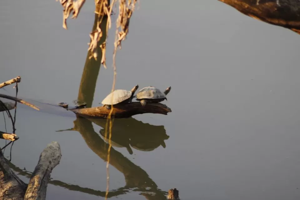 Photo of Kaziranga National Park by Nabarun Paul