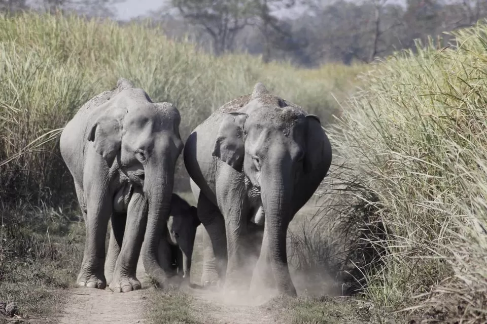 Photo of Kaziranga National Park by Nabarun Paul