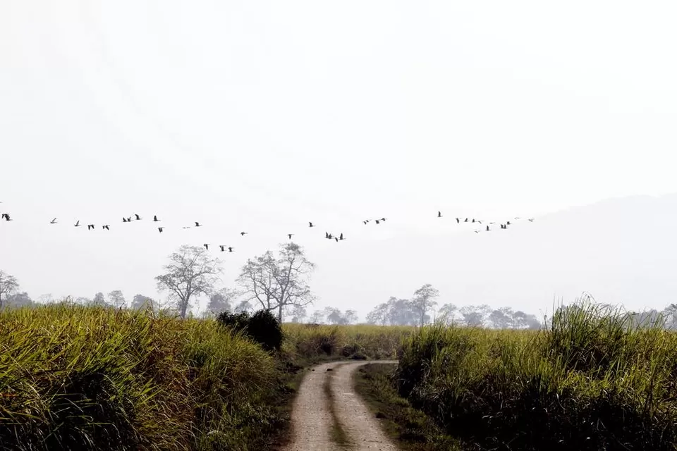 Photo of Kaziranga National Park by Nabarun Paul