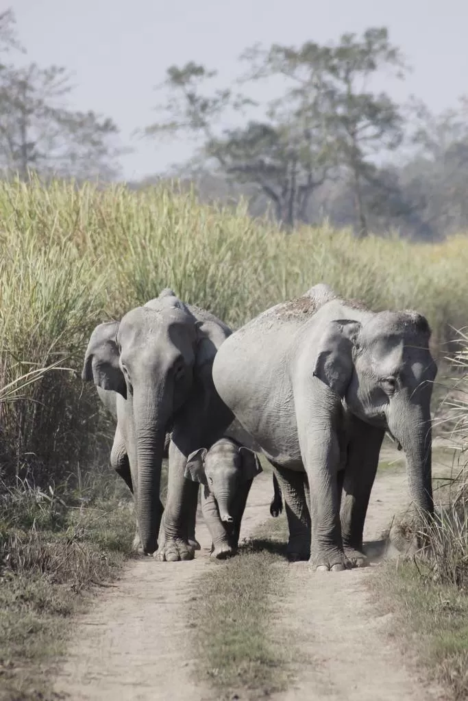 Photo of Kaziranga National Park by Nabarun Paul