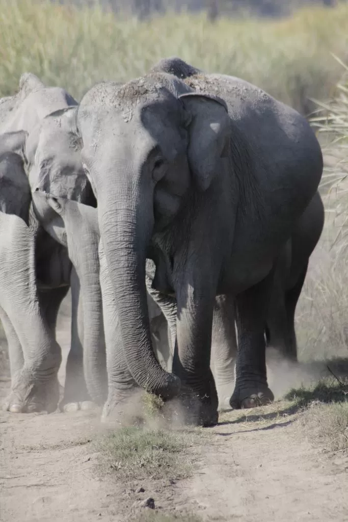 Photo of Kaziranga National Park by Nabarun Paul