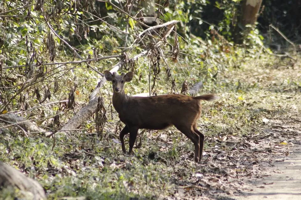 Photo of Kaziranga National Park by Nabarun Paul