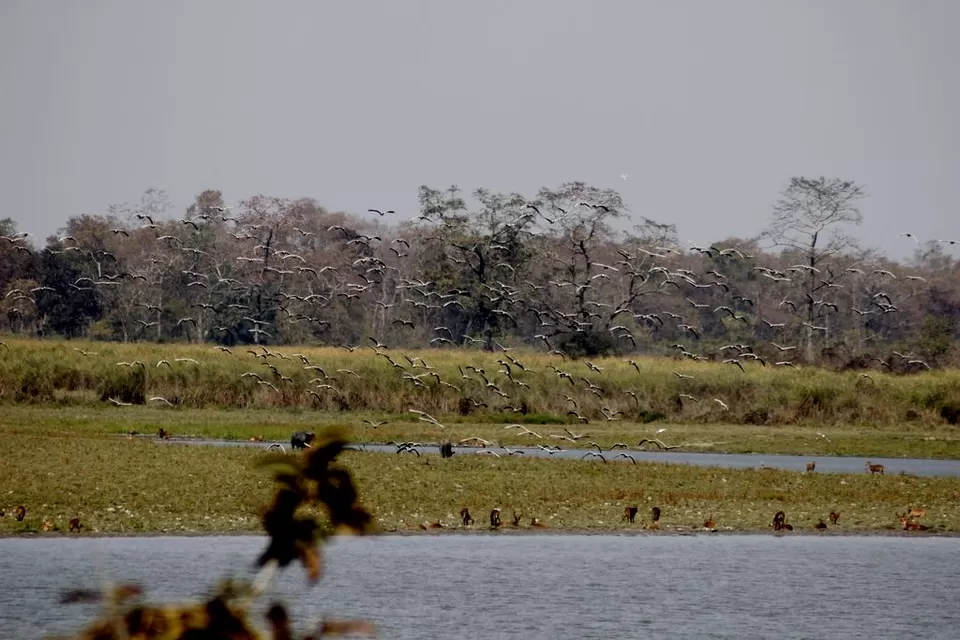 Photo of Kaziranga National Park by Nabarun Paul