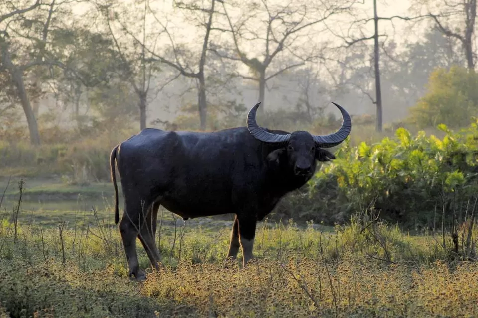 Photo of Kaziranga National Park by Nabarun Paul