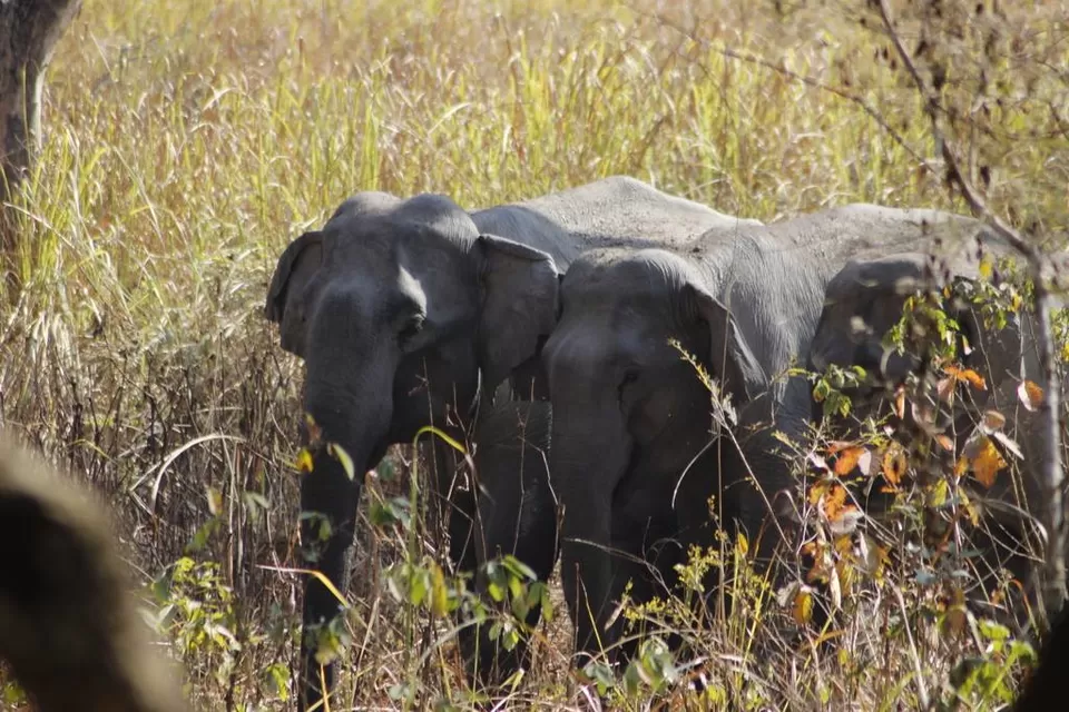 Photo of Kaziranga National Park by Nabarun Paul