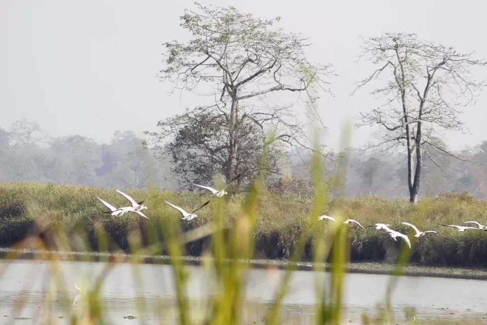 Photo of Kaziranga National Park by Nabarun Paul