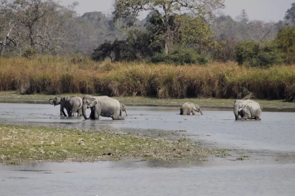 Photo of Kaziranga National Park by Nabarun Paul
