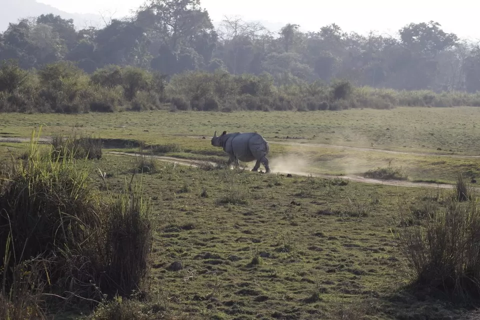 Photo of Kaziranga National Park by Nabarun Paul