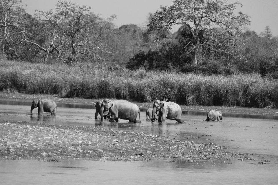 Photo of Graduation Trip to Kaziranga 34/85 by Nabarun Paul