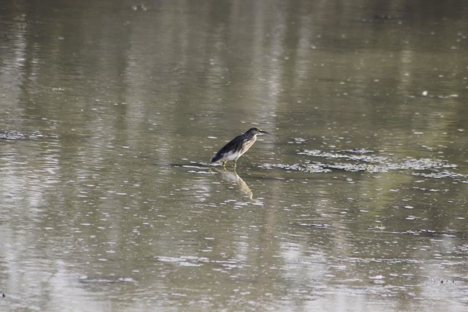 Photo of Graduation Trip to Kaziranga 46/85 by Nabarun Paul