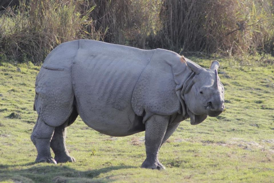 Photo of Graduation Trip to Kaziranga 45/85 by Nabarun Paul