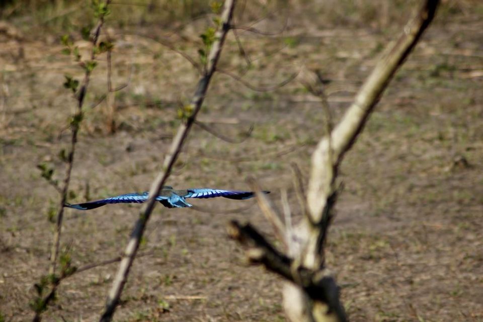 Photo of Graduation Trip to Kaziranga 37/85 by Nabarun Paul