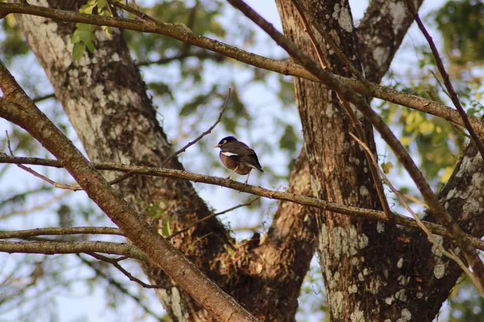 Photo of Graduation Trip to Kaziranga 7/85 by Nabarun Paul