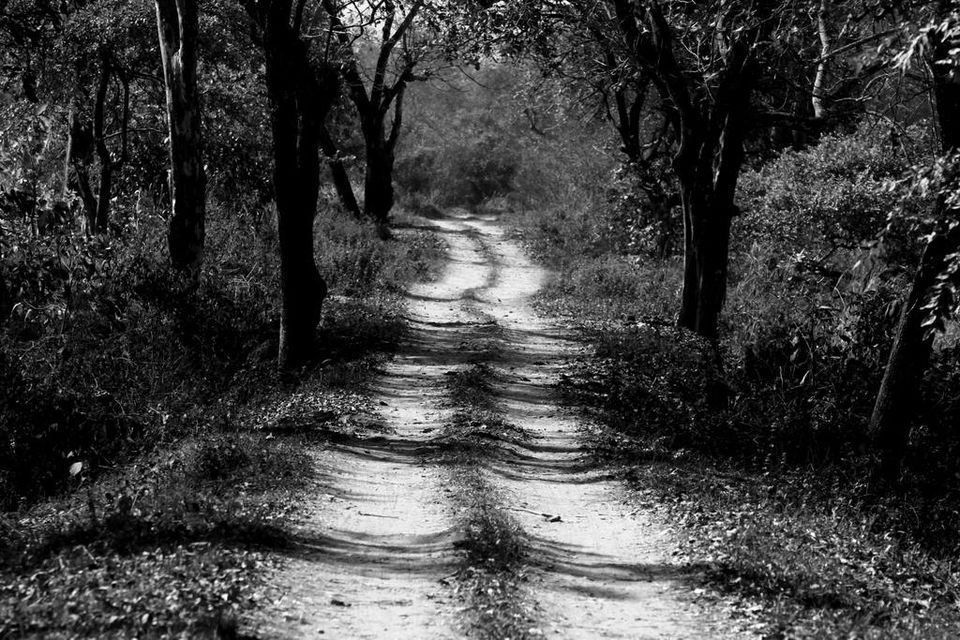 Photo of Graduation Trip to Kaziranga 25/85 by Nabarun Paul