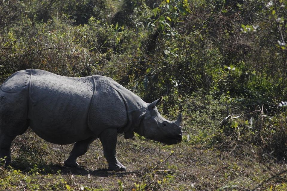 Photo of Graduation Trip to Kaziranga 36/85 by Nabarun Paul