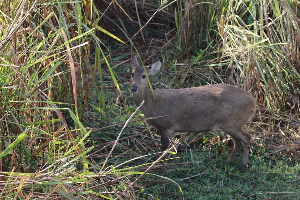 Photo of Graduation Trip to Kaziranga 12/85 by Nabarun Paul