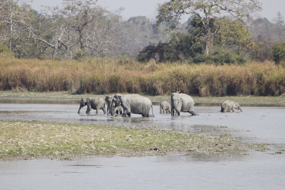 Photo of Graduation Trip to Kaziranga 33/85 by Nabarun Paul