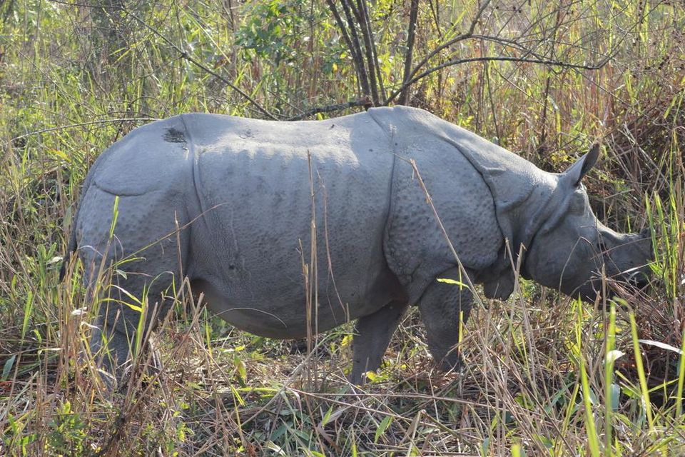 Photo of Graduation Trip to Kaziranga 15/85 by Nabarun Paul
