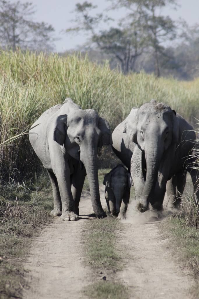 Photo of Graduation Trip to Kaziranga 29/85 by Nabarun Paul