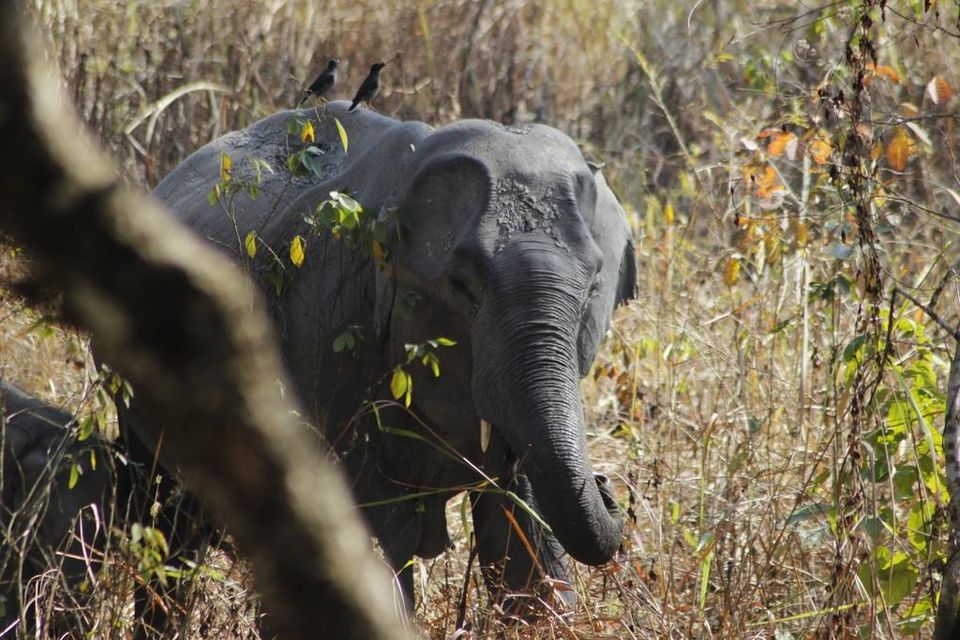 Photo of Graduation Trip to Kaziranga 24/85 by Nabarun Paul
