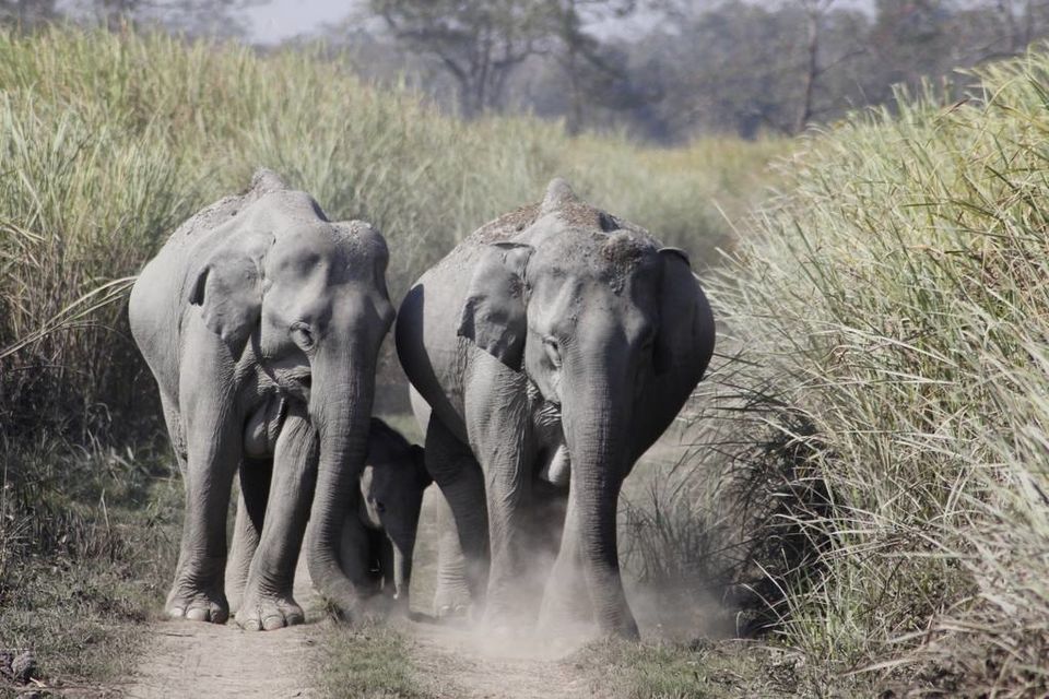 Photo of Graduation Trip to Kaziranga 30/85 by Nabarun Paul