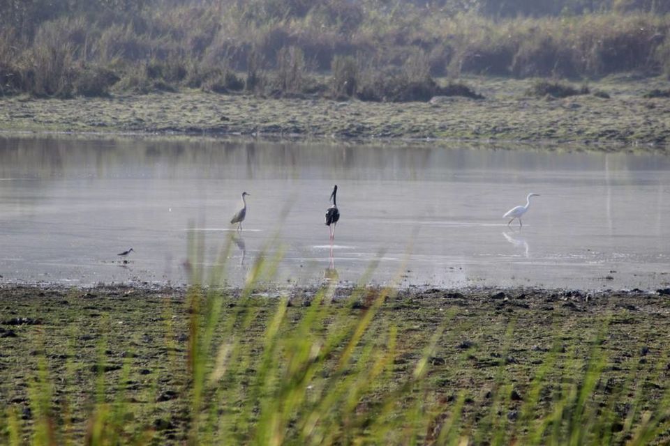 Photo of Graduation Trip to Kaziranga 10/85 by Nabarun Paul
