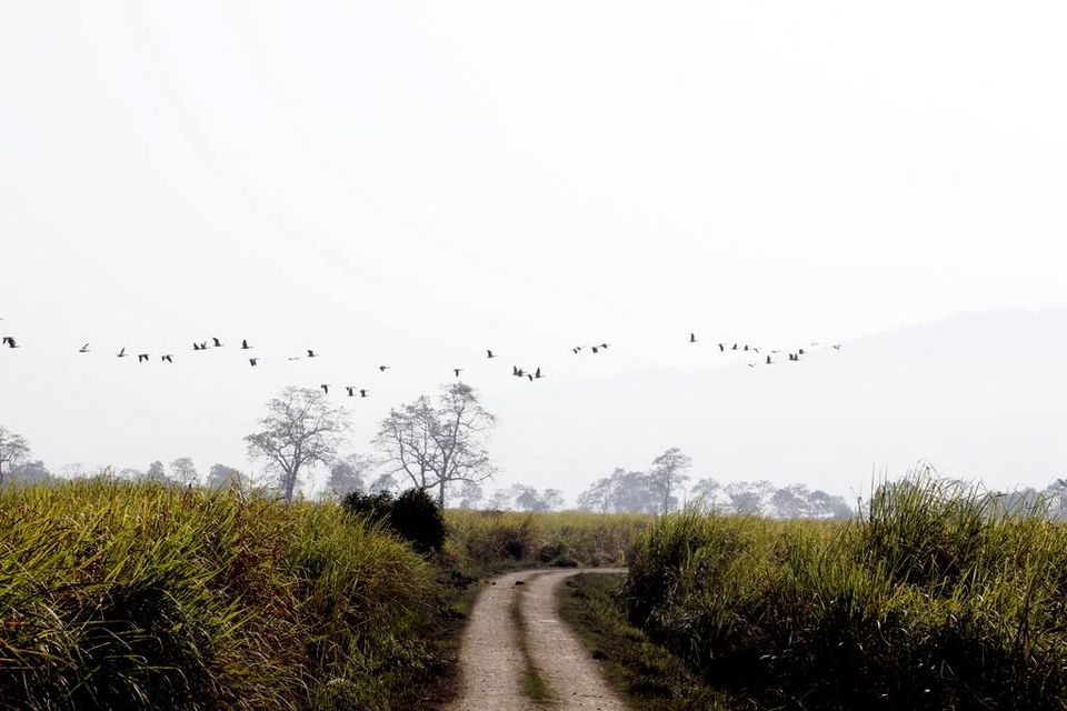 Photo of Graduation Trip to Kaziranga 19/85 by Nabarun Paul