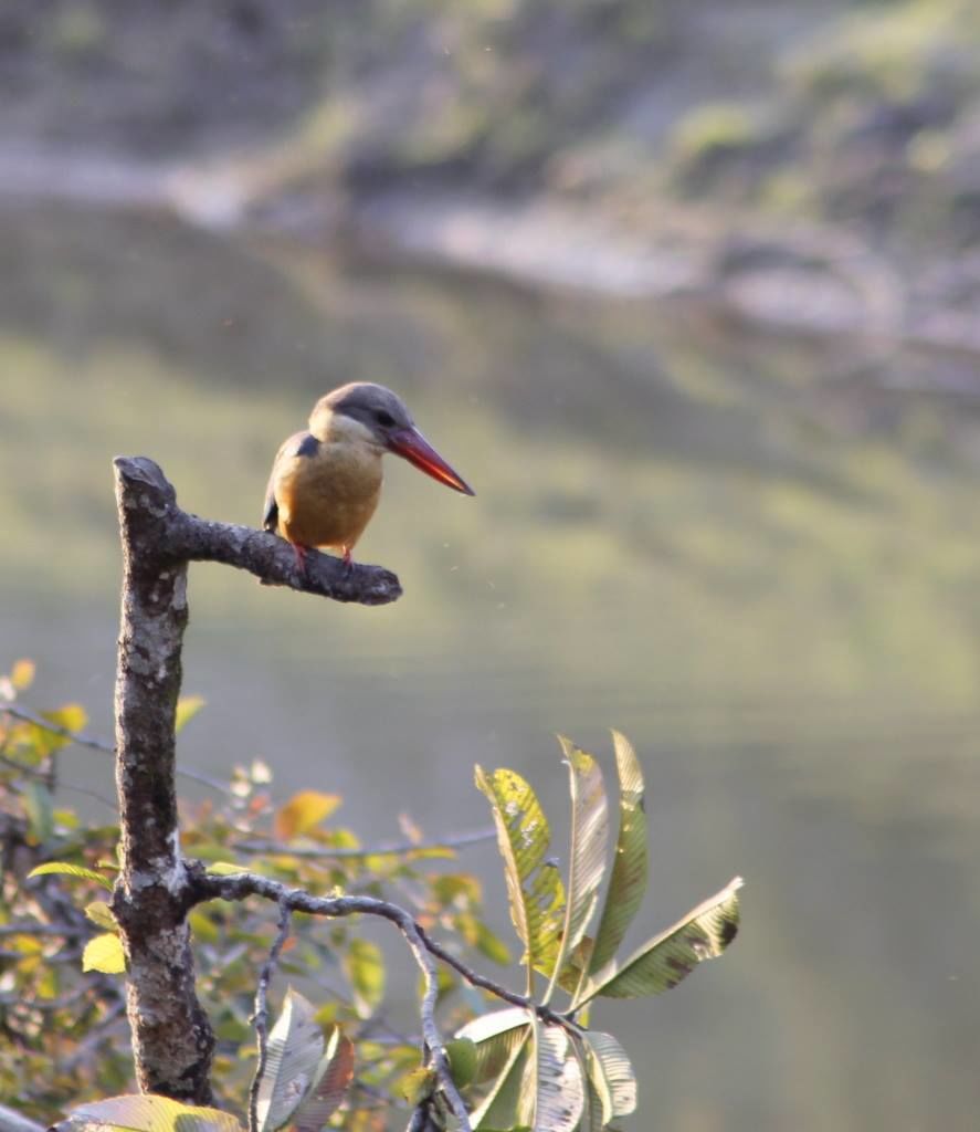 Photo of Graduation Trip to Kaziranga 54/85 by Nabarun Paul