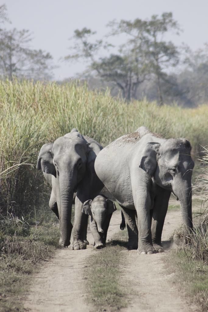Photo of Graduation Trip to Kaziranga 28/85 by Nabarun Paul